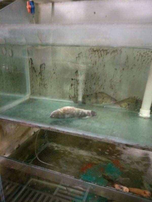 俏江南后廚再曝黑幕：老鼠屎遍布，死蟑螂臥餐盤三天無人處理