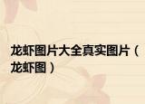 龍蝦圖片大全真實圖片（龍蝦圖）