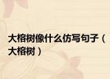 大榕樹像什么仿寫句子（大榕樹）