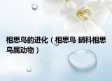 相思鳥(niǎo)的進(jìn)化（相思鳥(niǎo) 鹟科相思鳥(niǎo)屬動(dòng)物）