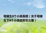 母豬生8個(gè)小孩真相（關(guān)于母豬生下8個(gè)小孩政府怎么看）