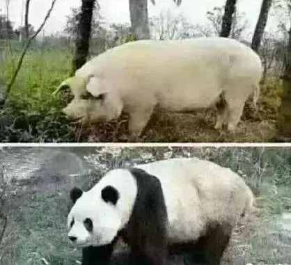 送你九個笑話，太好笑了，哈哈哈