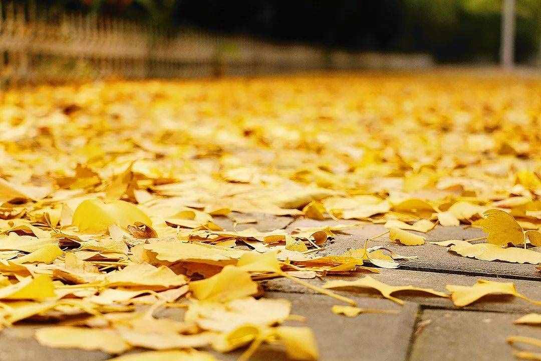 秋高氣爽?。?jìng)€(gè)關(guān)于“秋天”的成語講給孩子聽
