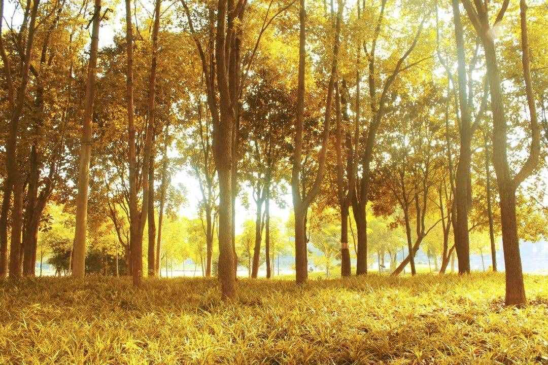 秋高氣爽?。?jìng)€(gè)關(guān)于“秋天”的成語講給孩子聽