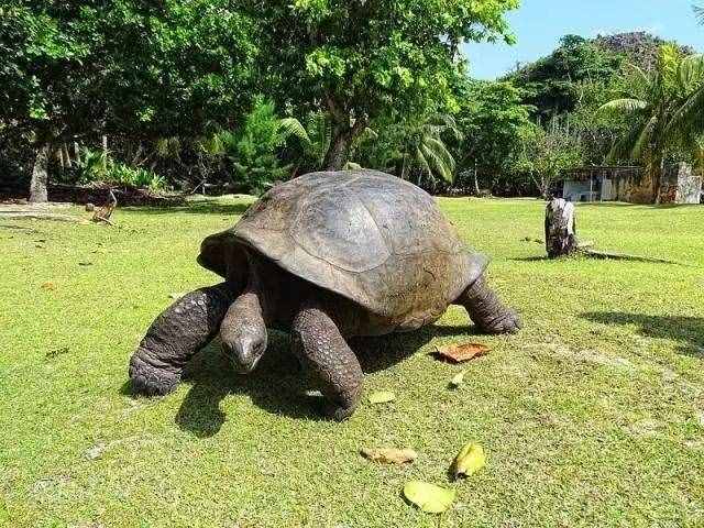 你不知道的國家冷知識（塞舌爾篇）