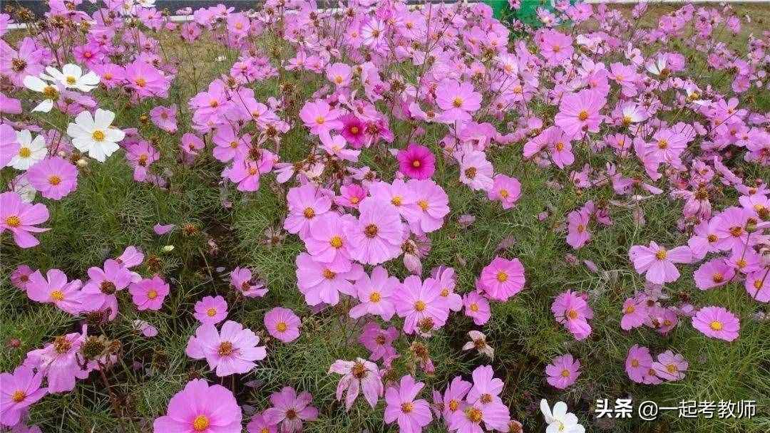 這些教育名言都可當(dāng)座右銘，只有老師才能體會(huì)其中深意