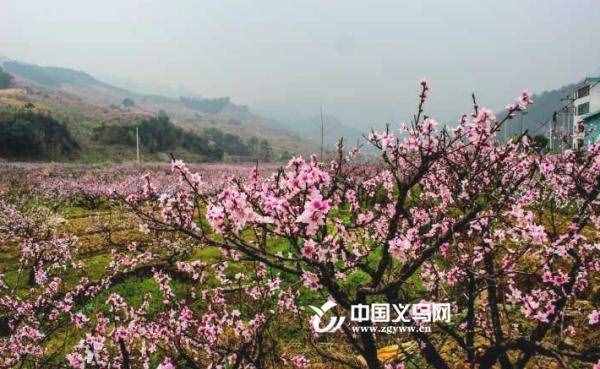 本周末上溪桃花塢要“爆滿”了 最全出游攻略請收好