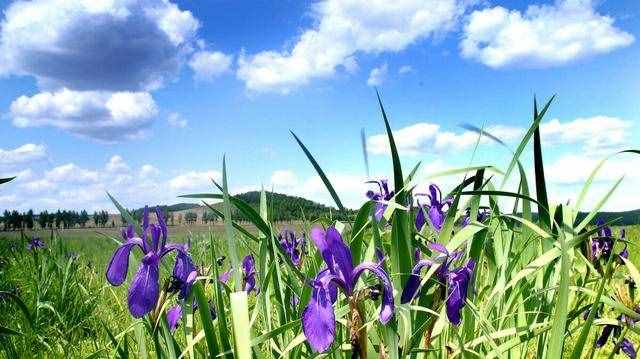 小扇引微涼，悠悠夏日長。四首古詩詞，帶你走入古時的端午佳節(jié)