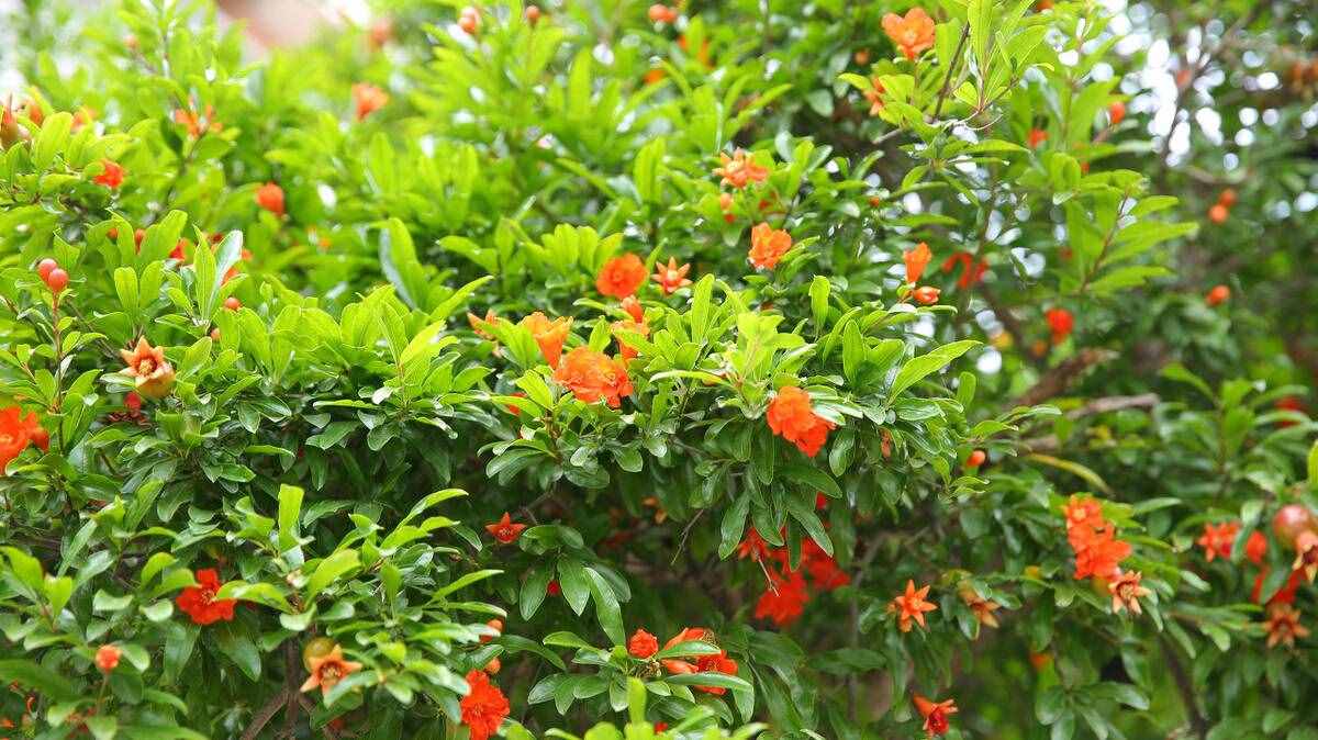 小扇引微涼，悠悠夏日長。四首古詩詞，帶你走入古時的端午佳節(jié)