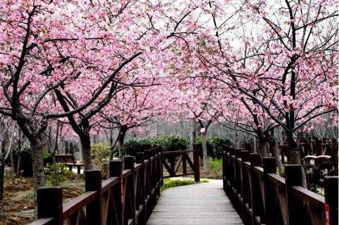 上海17個(gè)春游好去處！放風(fēng)箏、賞花、采摘、燒烤，想怎么嗨都行！