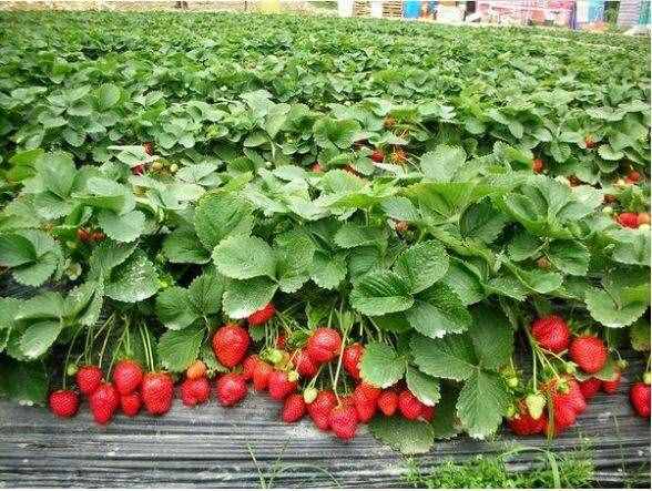 上海17個(gè)春游好去處！放風(fēng)箏、賞花、采摘、燒烤，想怎么嗨都行！