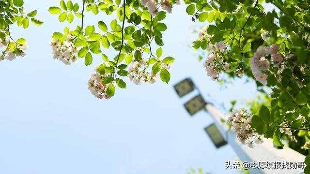 什么是提前批？批次提前有何特殊意義？搞這么復(fù)雜，原因都在這