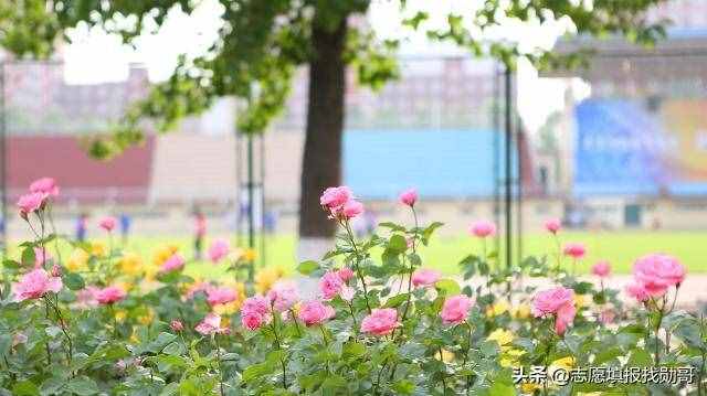 什么是提前批？批次提前有何特殊意義？搞這么復(fù)雜，原因都在這