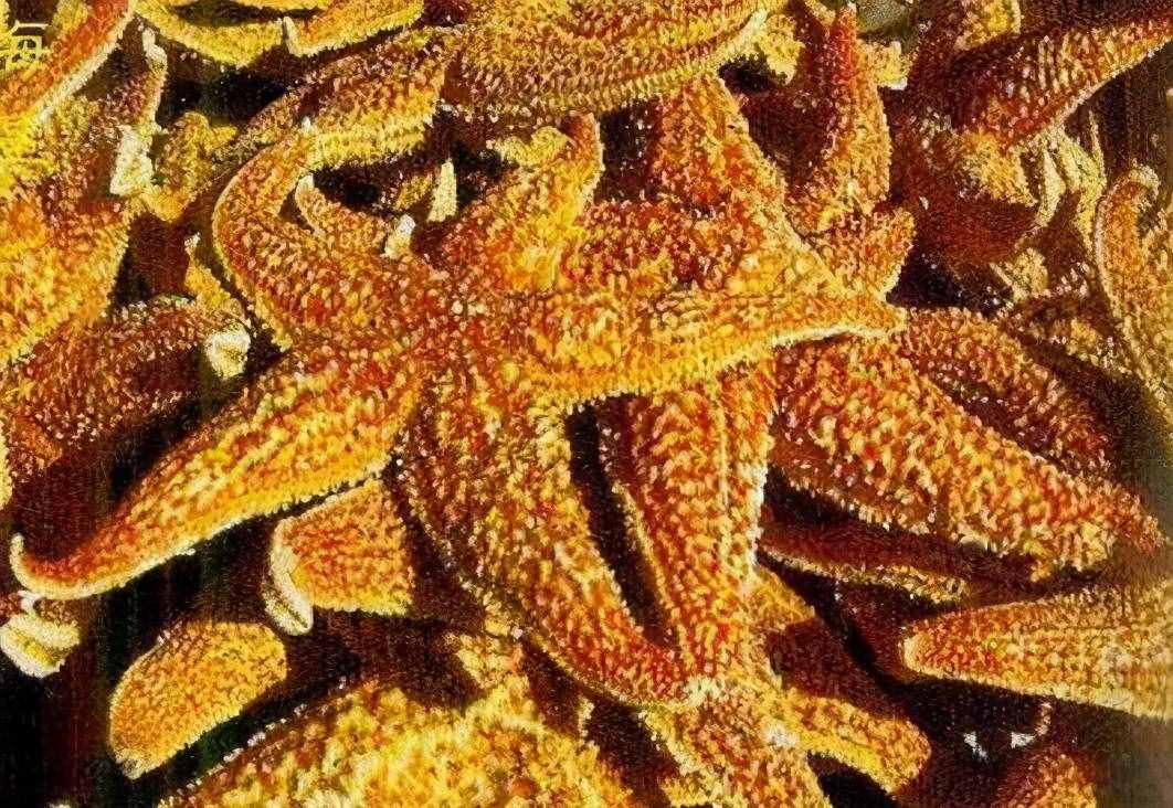 東盛瀾丨海星能吃嗎？海星怎么吃？