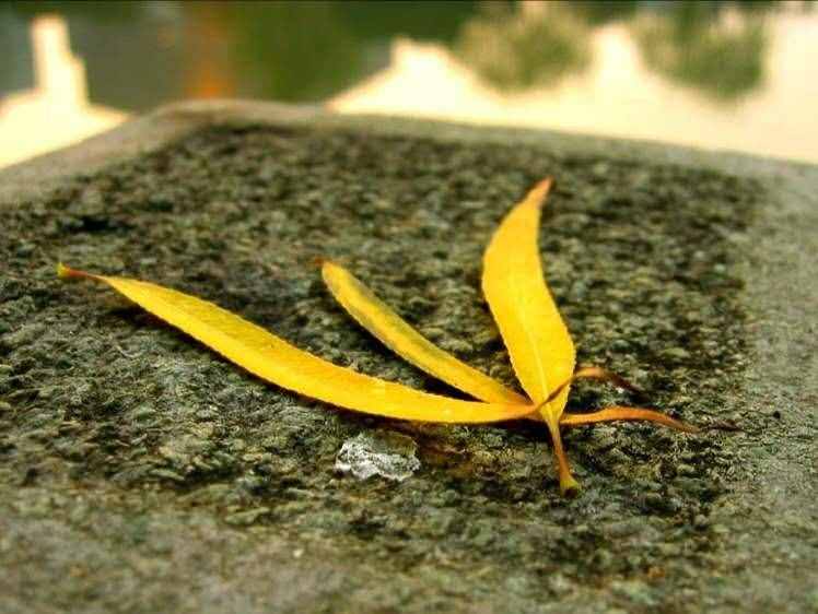 秋吟：夜色茫茫多少怨，蛩鳴達(dá)旦卻沒(méi)停