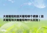 大棚葡萄和露天葡萄哪個(gè)健康（露天葡萄與大棚葡萄有什么區(qū)別）