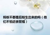 螞蟻不都是后蟻生出來的嗎（他們不怕近親繁殖）