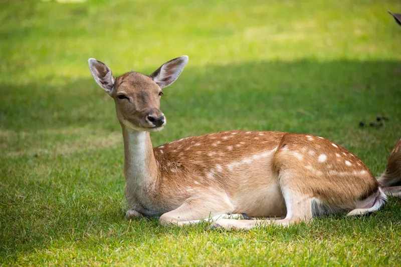 限量搶！59元特惠！濟南野生動物世界狂歡嗨一“夏”！