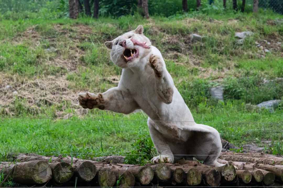限量搶！59元特惠！濟南野生動物世界狂歡嗨一“夏”！