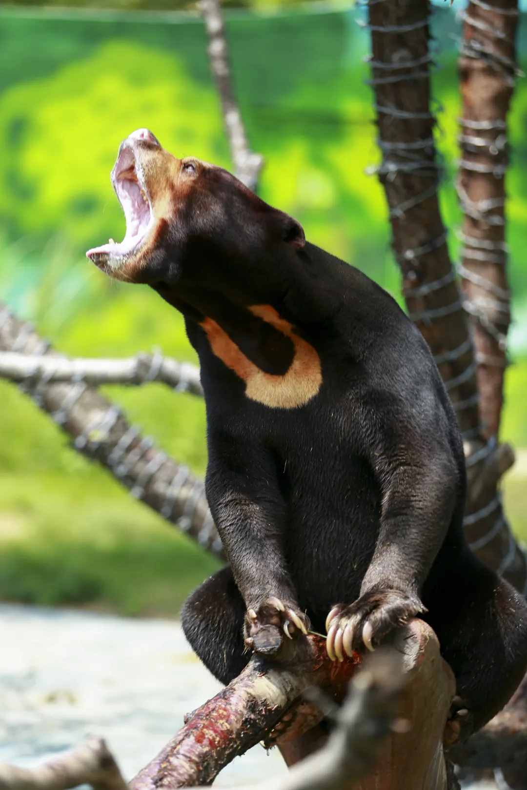 限量搶！59元特惠！濟南野生動物世界狂歡嗨一“夏”！