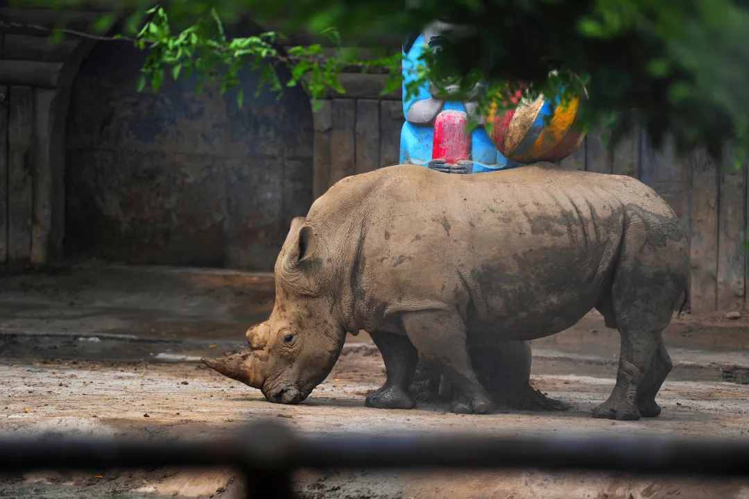 限量搶！59元特惠！濟南野生動物世界狂歡嗨一“夏”！