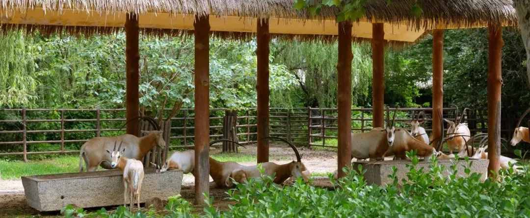限量搶！59元特惠！濟南野生動物世界狂歡嗨一“夏”！