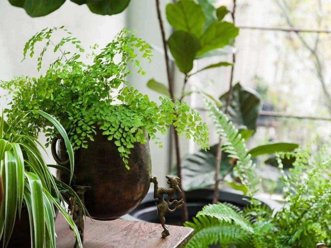 養(yǎng)花的環(huán)境空氣干燥，植物容易出問題，6個(gè)技巧可增加濕度