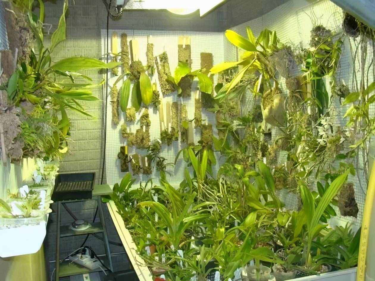 養(yǎng)花的環(huán)境空氣干燥，植物容易出問題，6個(gè)技巧可增加濕度