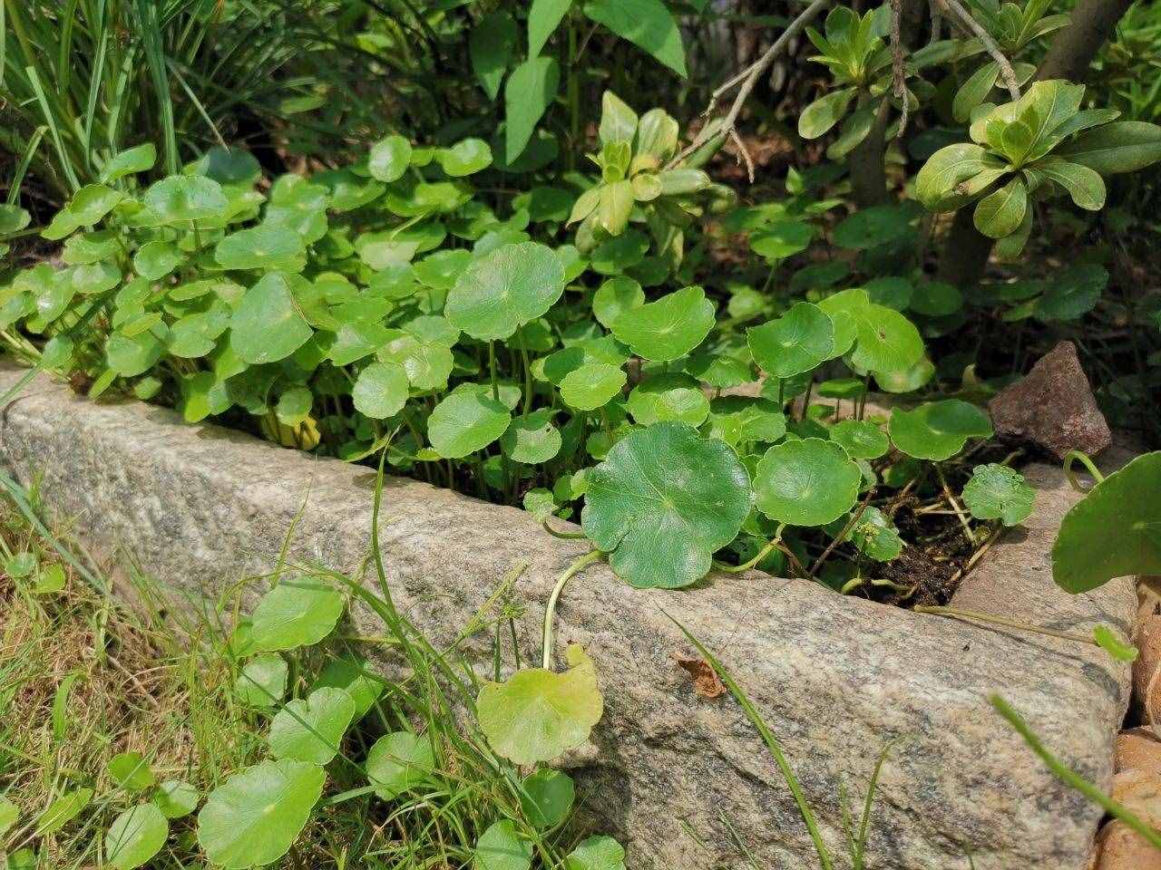 養(yǎng)花的環(huán)境空氣干燥，植物容易出問題，6個(gè)技巧可增加濕度