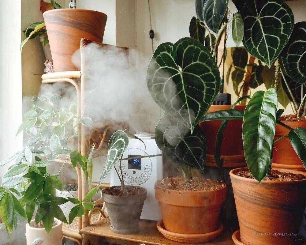 養(yǎng)花的環(huán)境空氣干燥，植物容易出問題，6個(gè)技巧可增加濕度