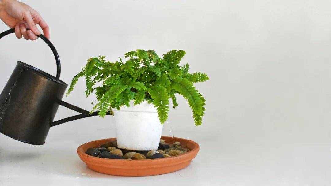 養(yǎng)花的環(huán)境空氣干燥，植物容易出問題，6個(gè)技巧可增加濕度