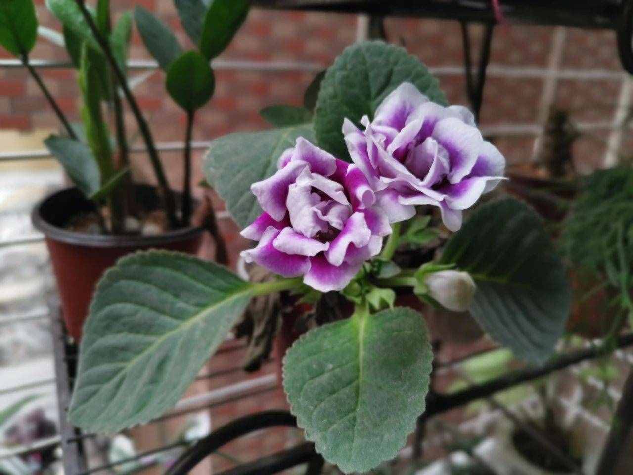 養(yǎng)花的環(huán)境空氣干燥，植物容易出問題，6個(gè)技巧可增加濕度