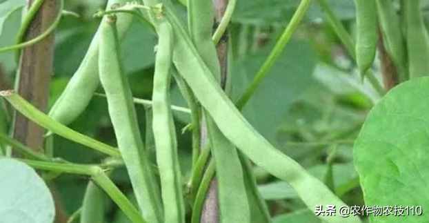 四季豆怎么種植產(chǎn)量高，效益好呢？（內(nèi)附種植技術(shù)要點(diǎn)）