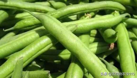四季豆怎么種植產(chǎn)量高，效益好呢？（內(nèi)附種植技術(shù)要點(diǎn)）