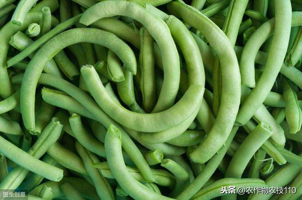 四季豆怎么種植產(chǎn)量高，效益好呢？（內(nèi)附種植技術(shù)要點(diǎn)）