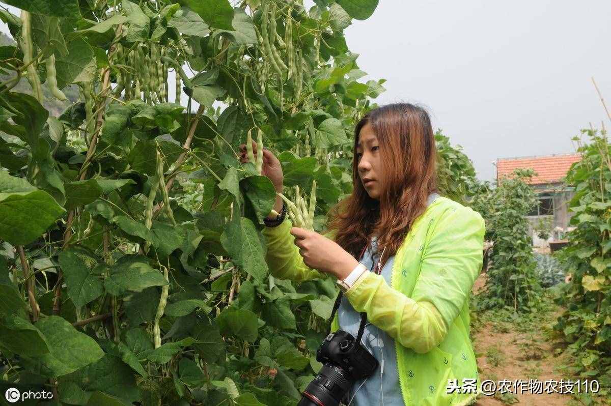 四季豆怎么種植產(chǎn)量高，效益好呢？（內(nèi)附種植技術(shù)要點(diǎn)）