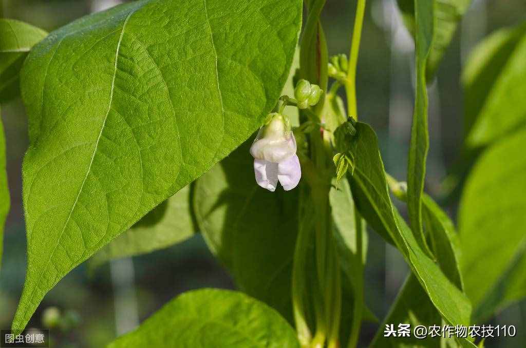 四季豆怎么種植產(chǎn)量高，效益好呢？（內(nèi)附種植技術(shù)要點(diǎn)）
