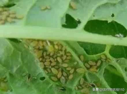 四季豆怎么種植產(chǎn)量高，效益好呢？（內(nèi)附種植技術(shù)要點(diǎn)）