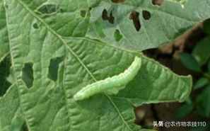 四季豆怎么種植產(chǎn)量高，效益好呢？（內(nèi)附種植技術(shù)要點(diǎn)）