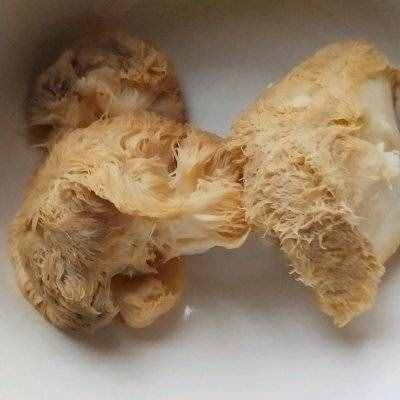 別怪我沒告訴你，炒猴頭菇這么做最好吃