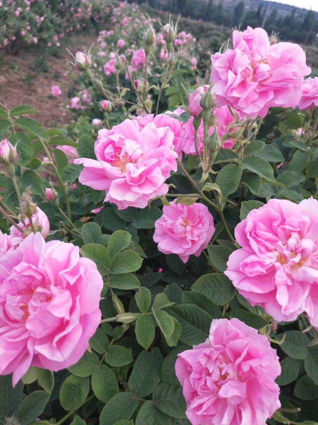 可以食用的玫瑰花，香氣四溢，觀賞價(jià)值高，還可盆栽，你值得擁有