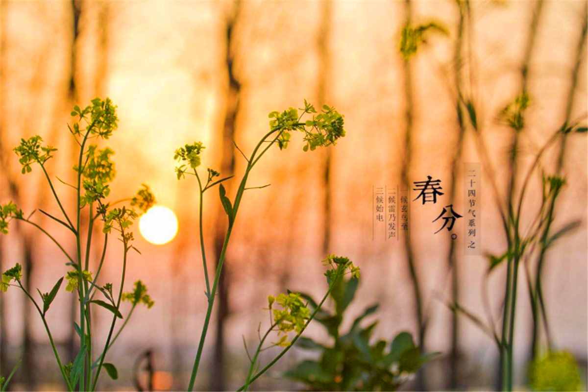 春分到了，4個(gè)老傳統(tǒng)不能忘，寓意吉祥如意，現(xiàn)在知道還不晚