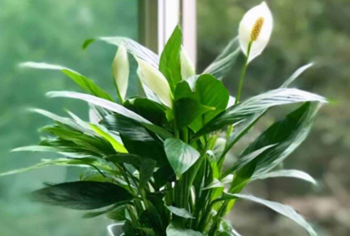 好多人養(yǎng)不好一帆風順，教你養(yǎng)護技巧，葉子越長越大，花越開越多