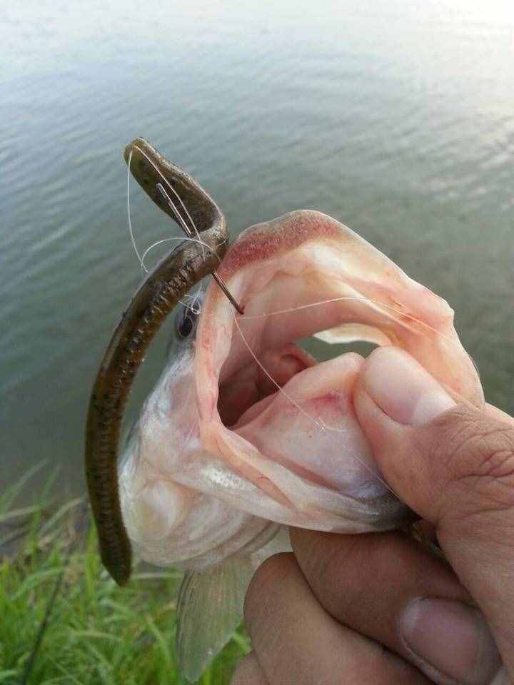用蚯蚓釣了這么多年的魚(yú)，第一次見(jiàn)到這樣的恐怖的巨型蚯蚓