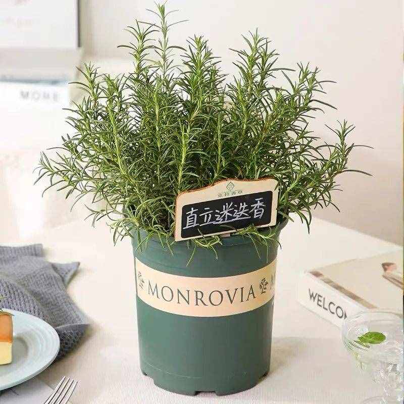 一種“香香草”，能泡茶還能當(dāng)香料，春天養(yǎng)幾盆，清香又殺菌