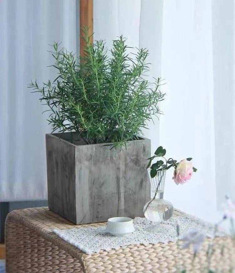 一種“香香草”，能泡茶還能當(dāng)香料，春天養(yǎng)幾盆，清香又殺菌