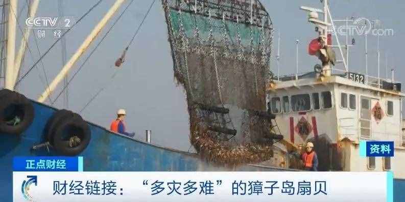 實地探訪獐子島：“集體暴斃”的扇貝到底還活著多少