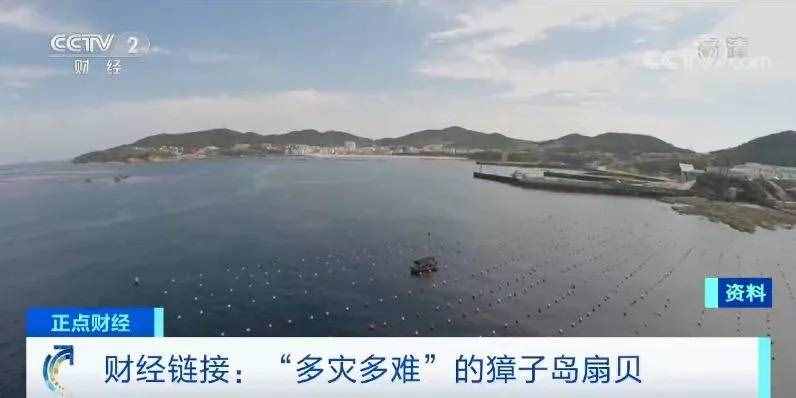 實地探訪獐子島：“集體暴斃”的扇貝到底還活著多少