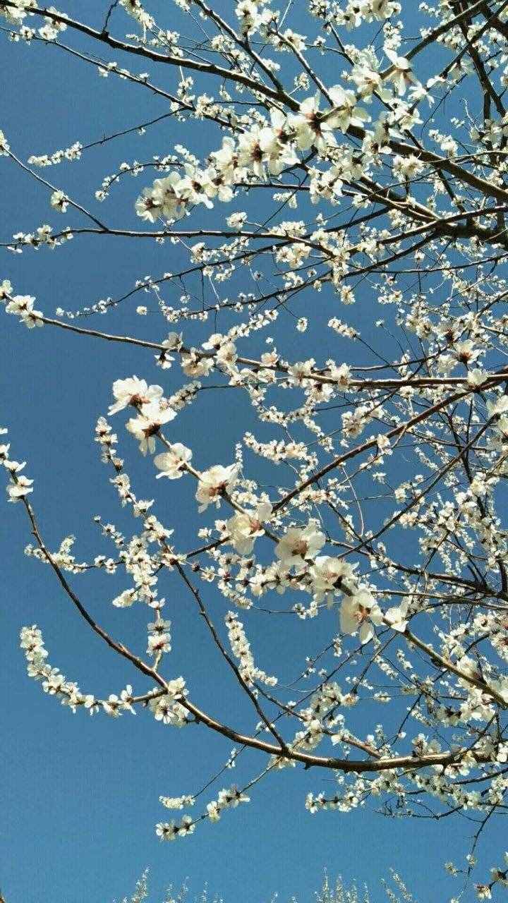 詩歌原創(chuàng)｜游糖城新湖所見 白花簇簇天藍藍 微風習習掀柳簾