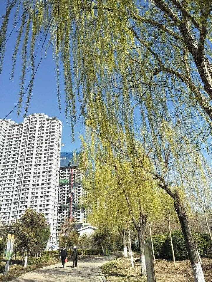 詩歌原創(chuàng)｜游糖城新湖所見 白花簇簇天藍藍 微風習習掀柳簾